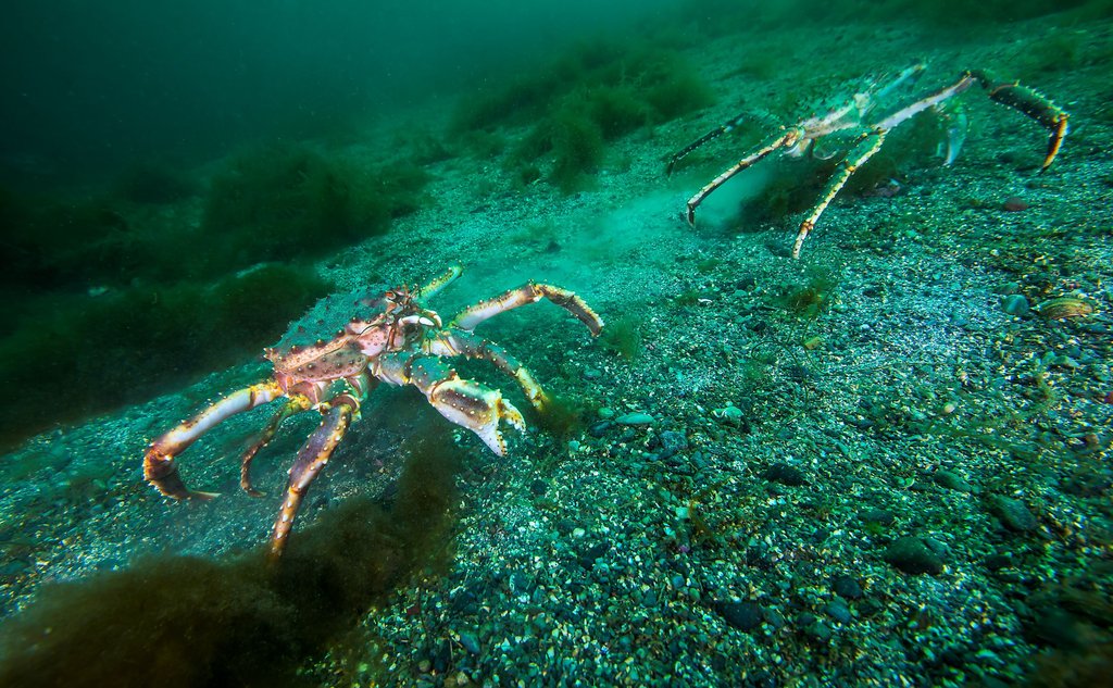 To kongekrabber på havbunnen