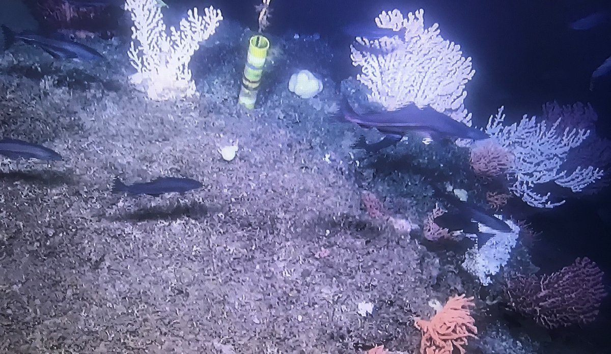 Koraller og fisk på havbunnen, bilde tatt av undervannsrobot.