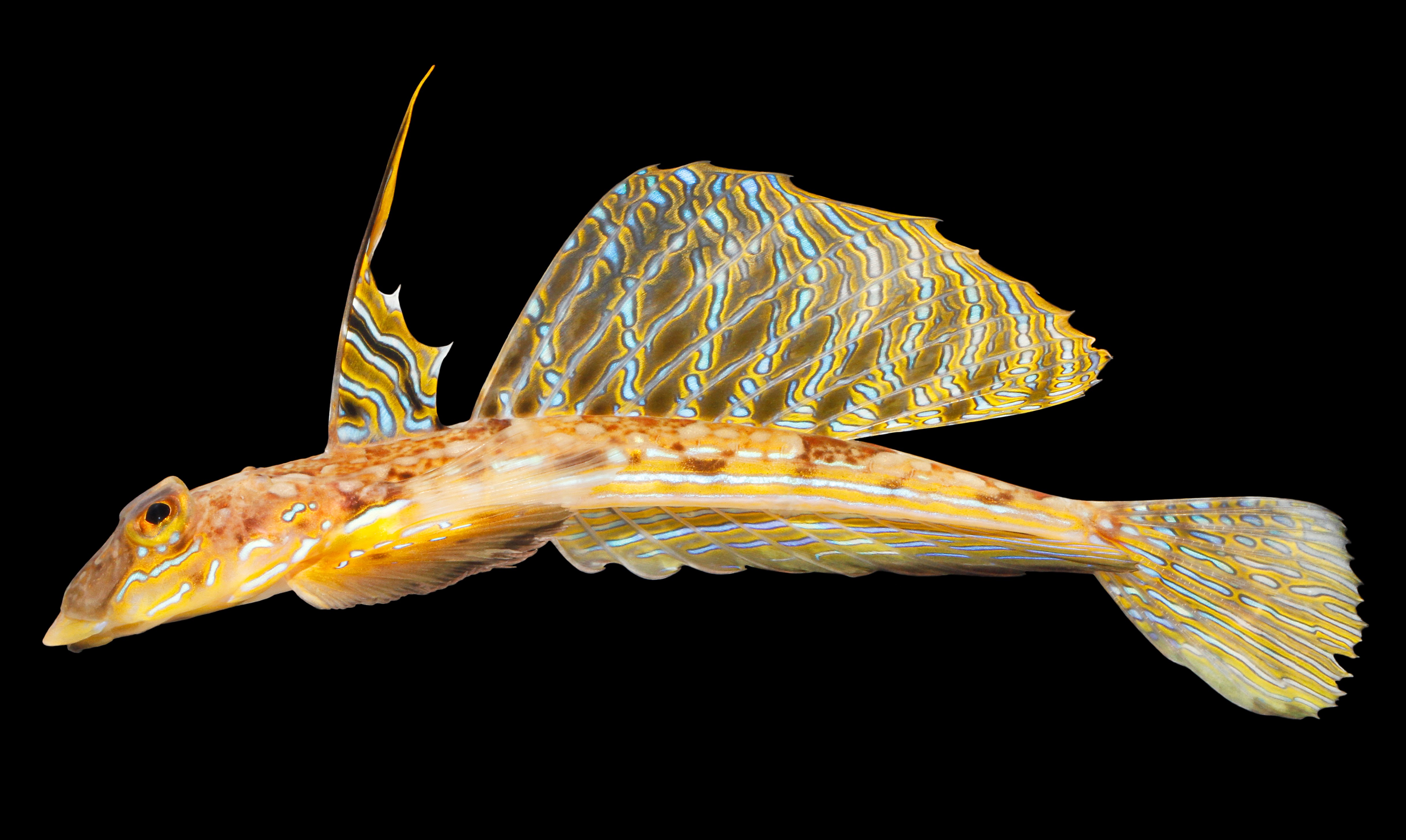 Kortfinnet fløjfisk 