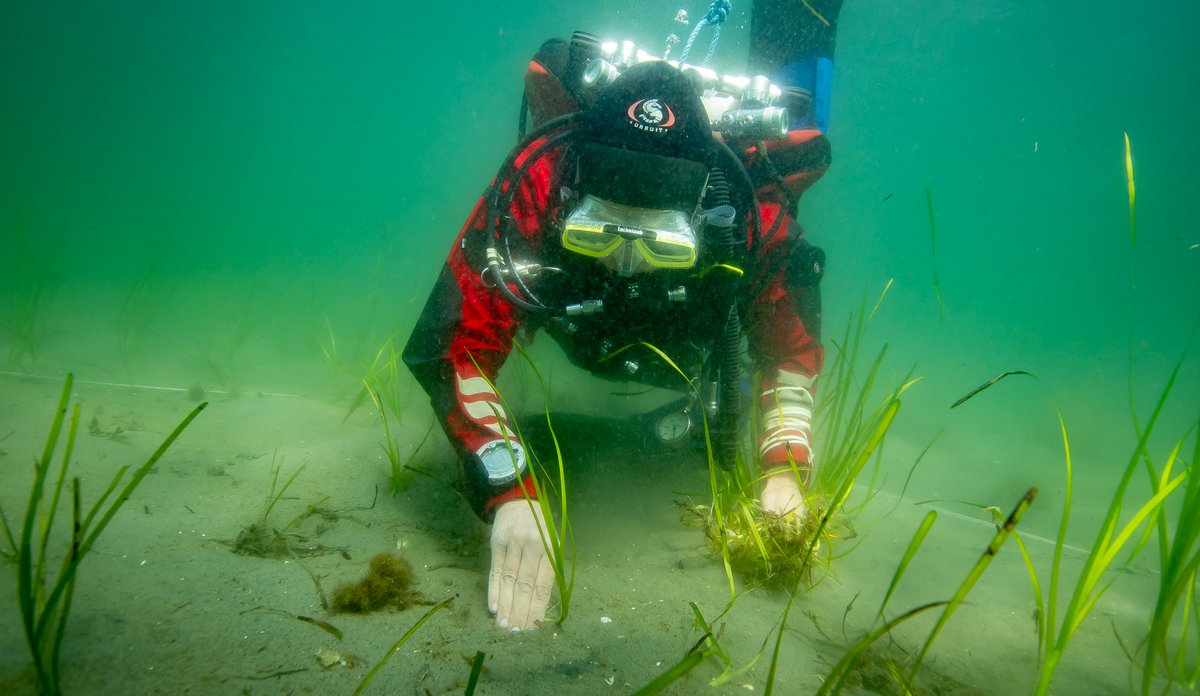 
Havforsker i dykkerutstyr planter ålegras på havbunnen.