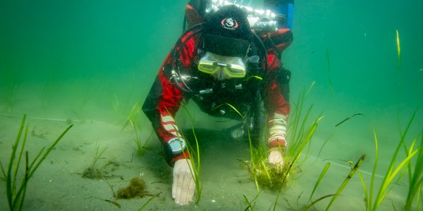 

Havforsker i dykkerutstyr planter ålegras på havbunnen.