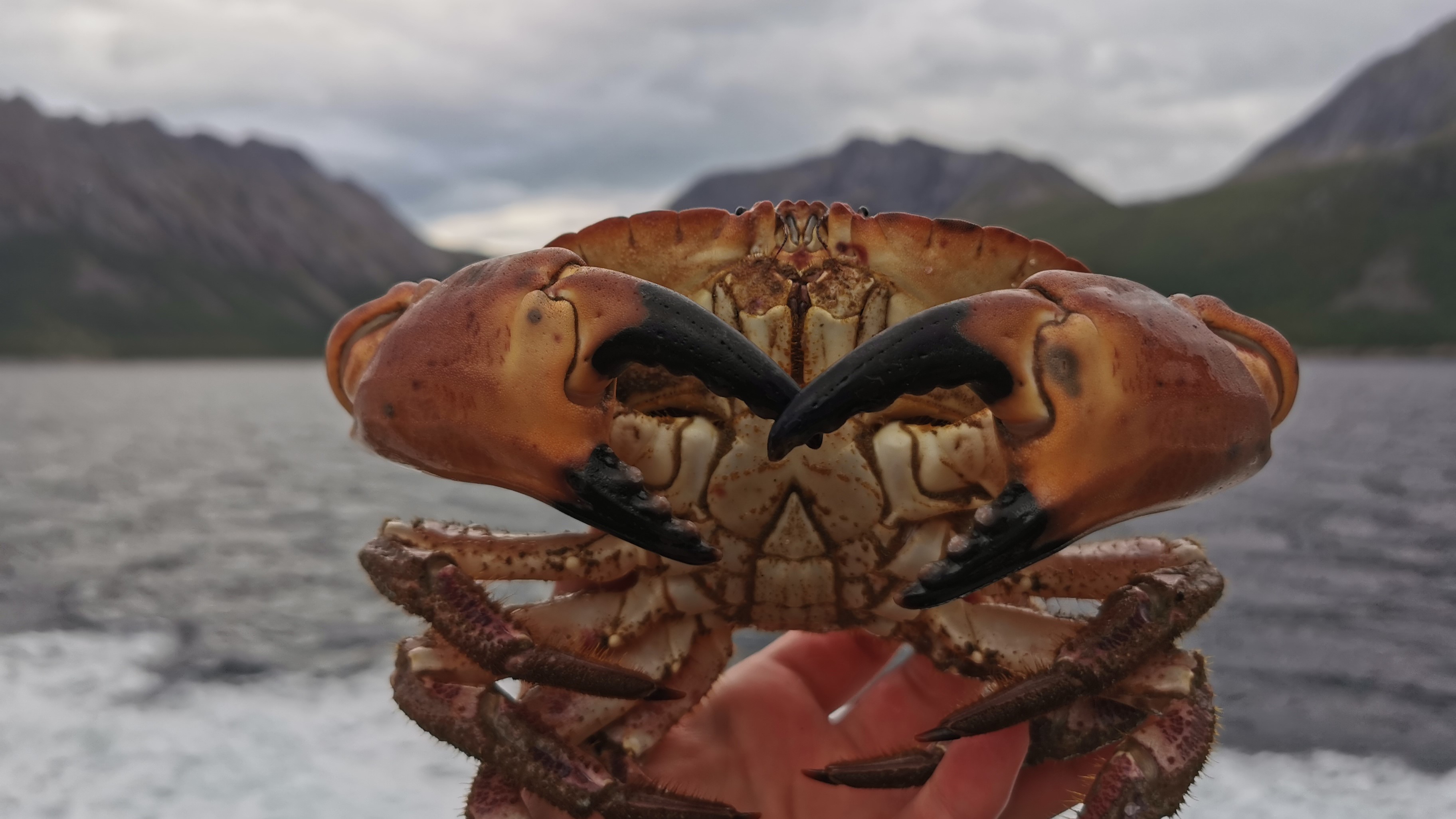 Nærbilde av krabbe i hånd. 