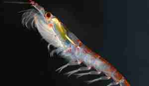 Krill antarktisk