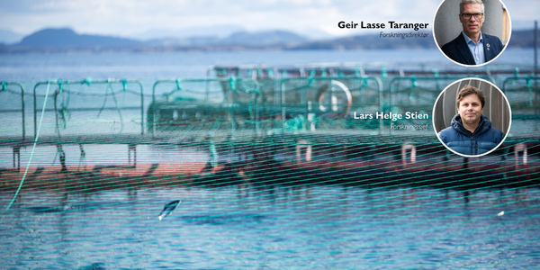 

Bilde av merder i sjø