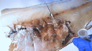 Videosnutt som viser geléaktig fiskekjøtt som blir tatt opp fra en fiskefilet og puttet i et reagensrør.