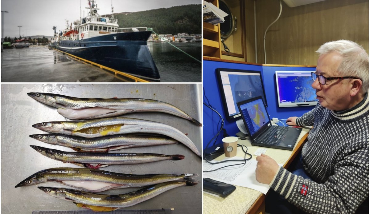 
KOllasj som viser et forskingsfartøy som ligger til kai, seks siler på rad og rekke på et sorteringsbord og en eldre forsker som ser på en data