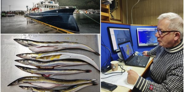 

KOllasj som viser et forskingsfartøy som ligger til kai, seks siler på rad og rekke på et sorteringsbord og en eldre forsker som ser på en data