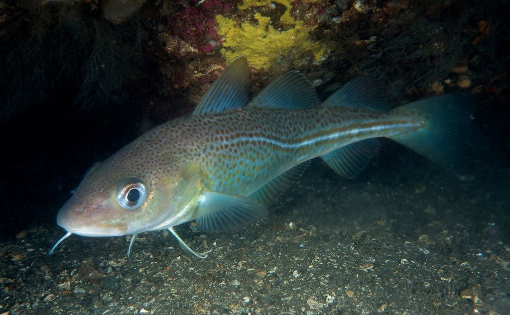 Kysttorsk som svømmer