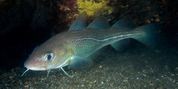 

Kysttorsk som svømmer
