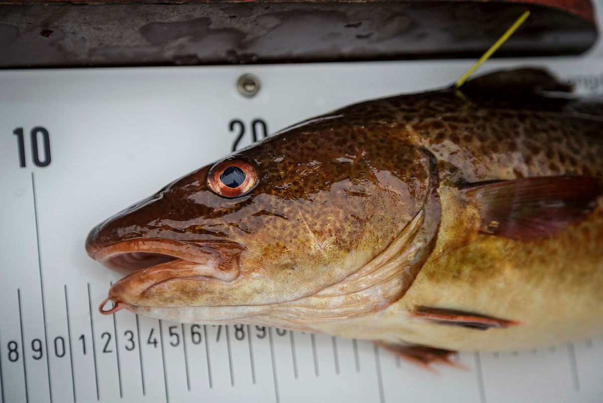 fisk liggende på målebrett