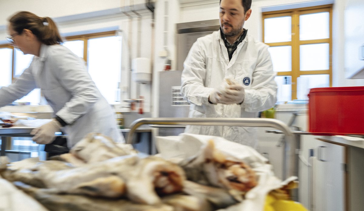 foto av to personer som undersøker fisk i laboratorie