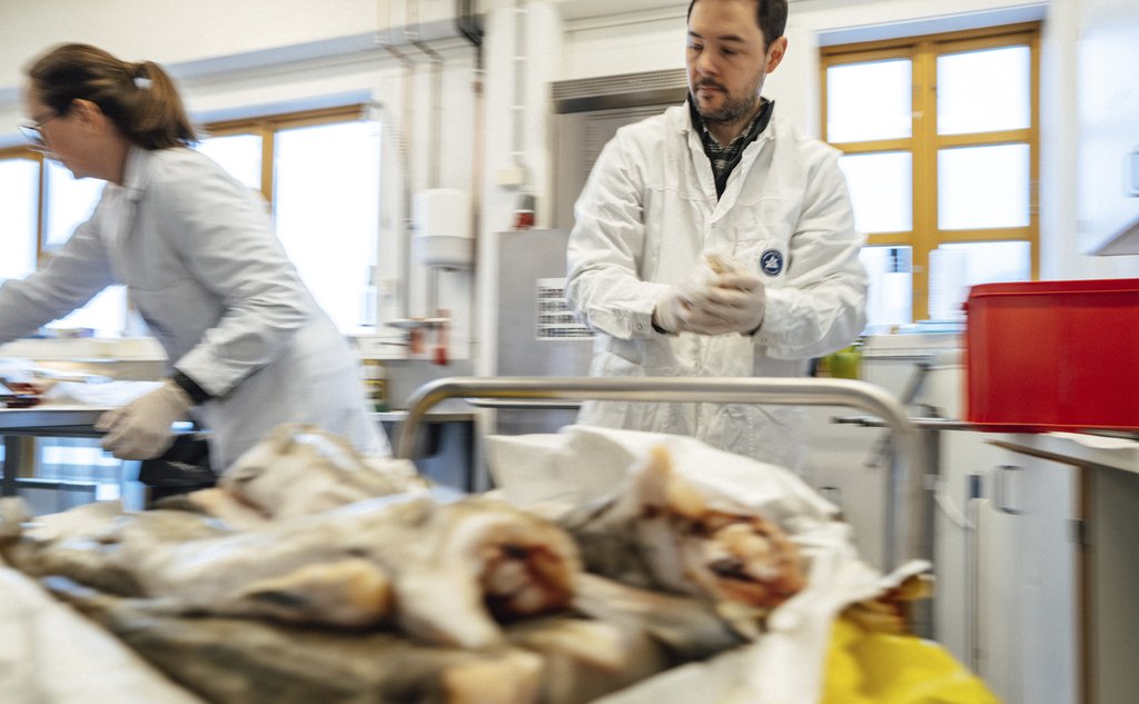 foto av to personer som undersøker fisk i laboratorie
