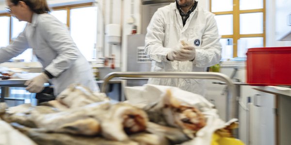 

foto av to personer som undersøker fisk i laboratorie