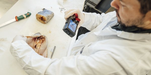 

foto av to personer som undersøker fisk i laboratorie