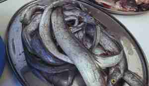 fisk på prøvemottak