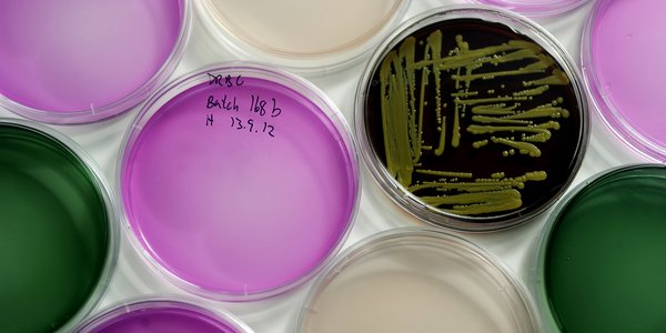 Lab helgeskodvin_nifes_126.jpg