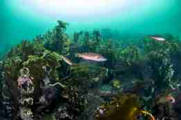 små røde fisk svømmer i stor mørkegrønn tareskog