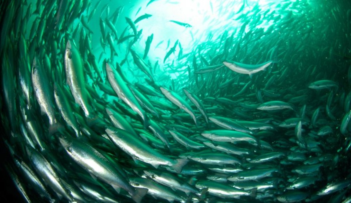 
fisk i merd