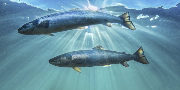 

Laks i havet   Audun Rikardsen
