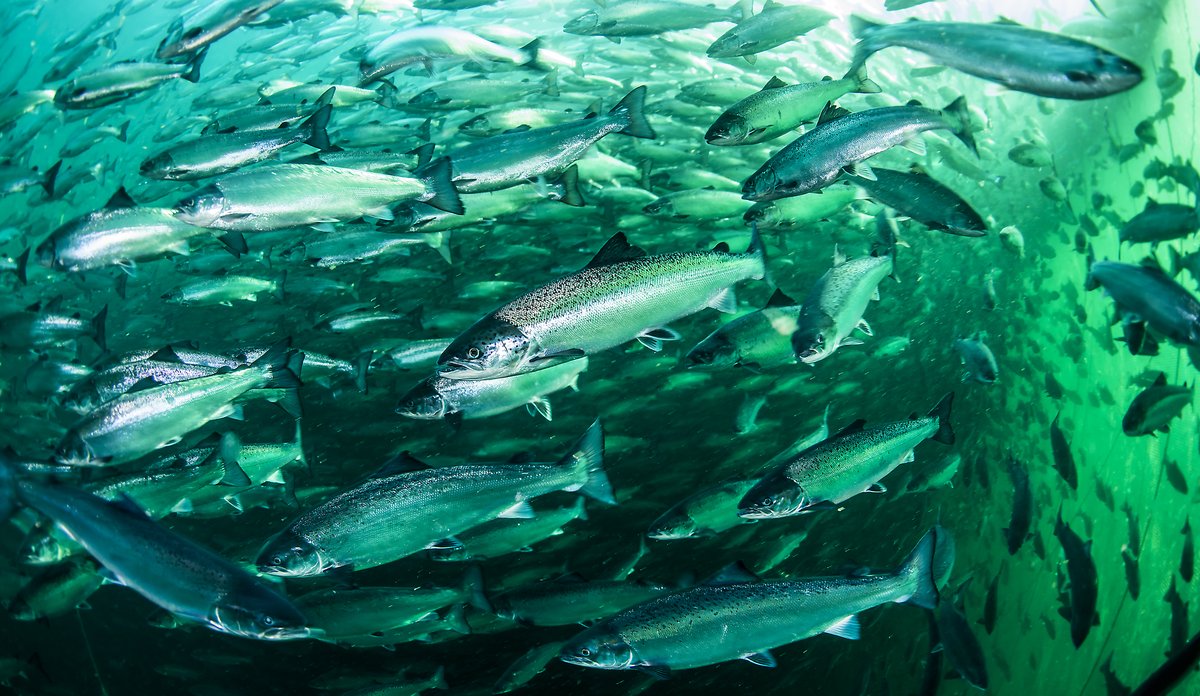 
Salmon swimming in farm
