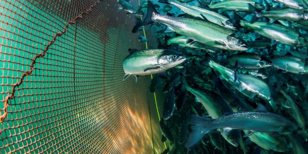 

salmon in farm