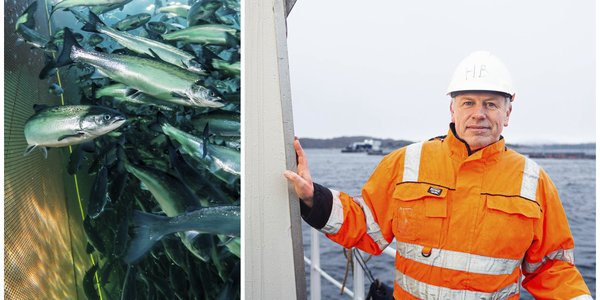 

Kollasj sett sammen av to bilder. Bildet til venstre viser laks som svømmer rundt i en merd, nært notveggen. Bildet til høyre viser en mann med hjelm og oransje kjeledress som står på dekk av en båt.