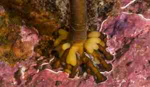 Nærbilde av foten til tarestilken som borrer seg ned i havbunnen