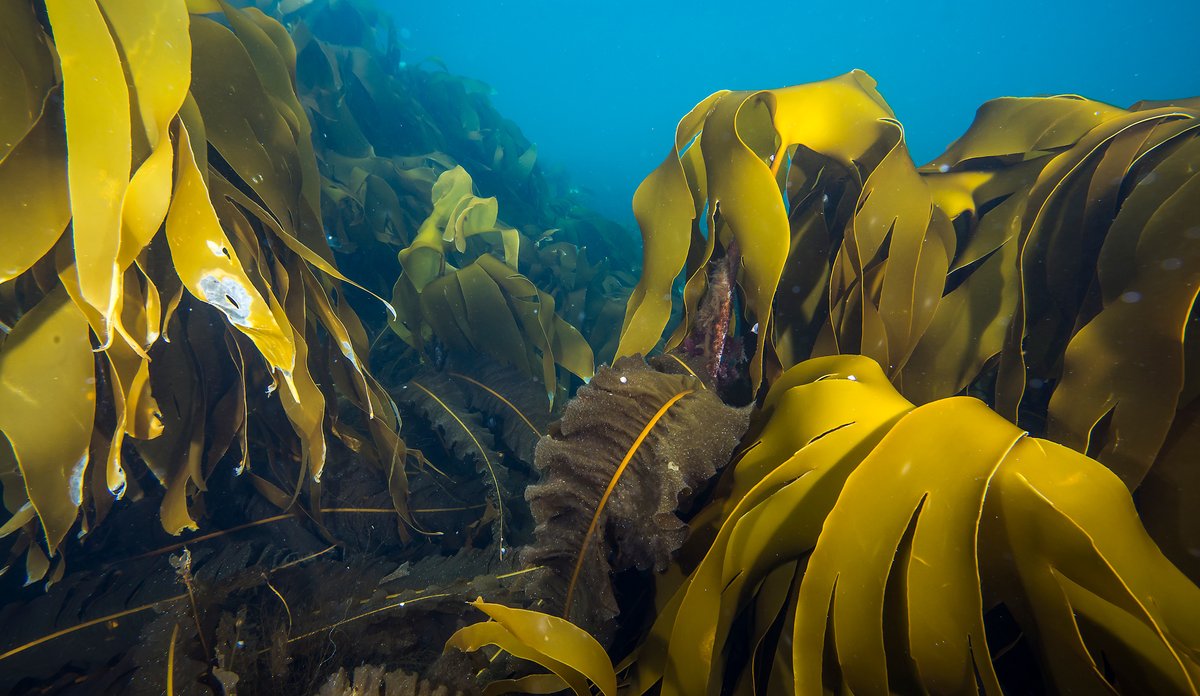 Laminaria hyperborea stortare 07 2015