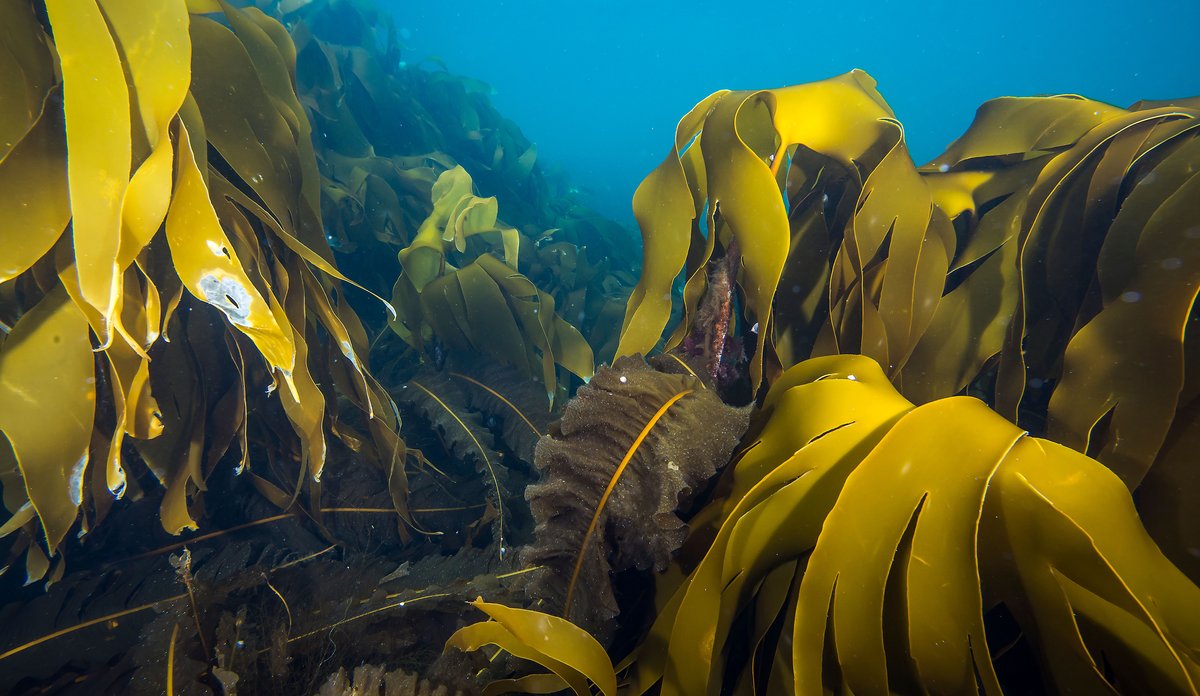 
Laminaria hyperborea   stortare 07 2015