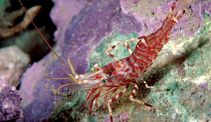 Polar Shrimp