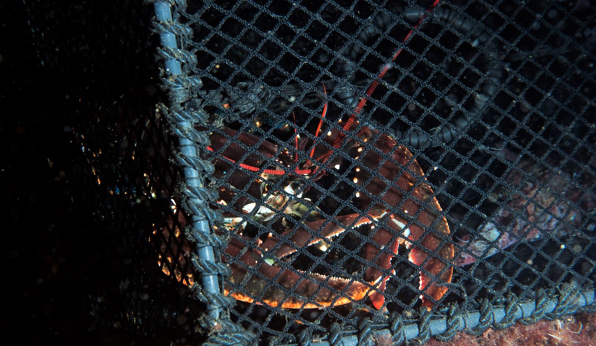 Leppefiskteine med hummer 18 08 2012