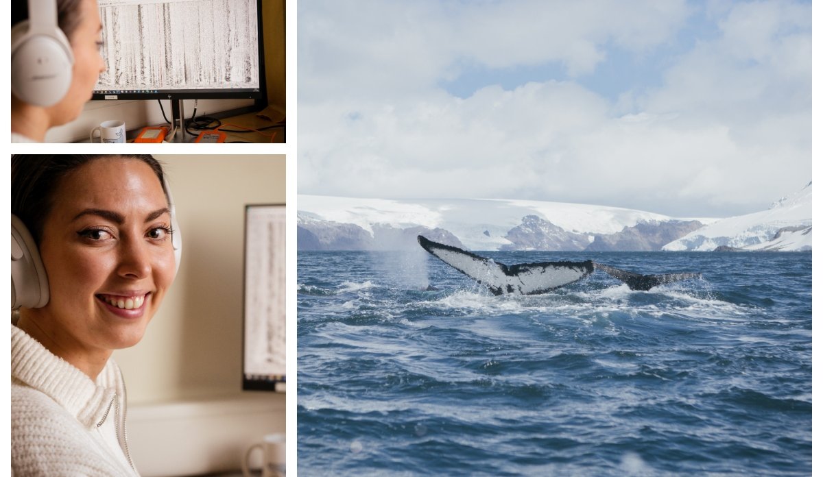 
Montasje med tre bilder: Kvinne smiler til kamera, PC-skjerm med lydbølger, hvalfinne i bølger framfor iskledd fjell  