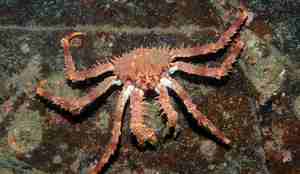 Lithodes maja 05 07 b