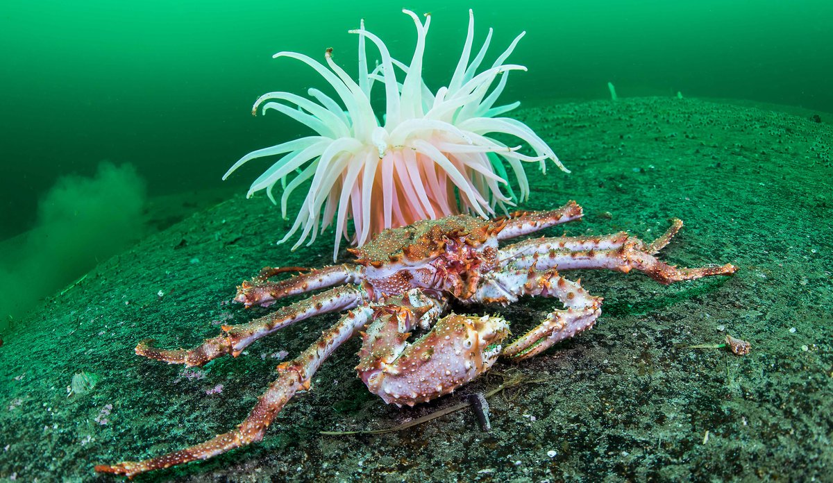 Lithodes maja 27 02 2014 1