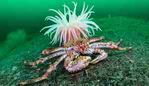 Trollkrabbe på et berg foran en anemone