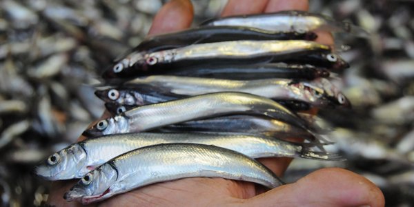 

Nærbilde av hånd med lodde, mer lodde i bakgrunnen.