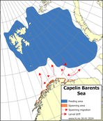 Map showing distribution of capelin in the Barents Sea