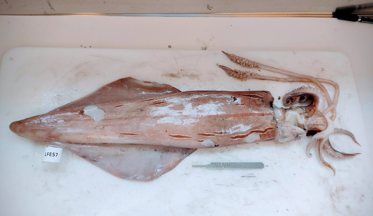 foto av en blekksprut på et bord