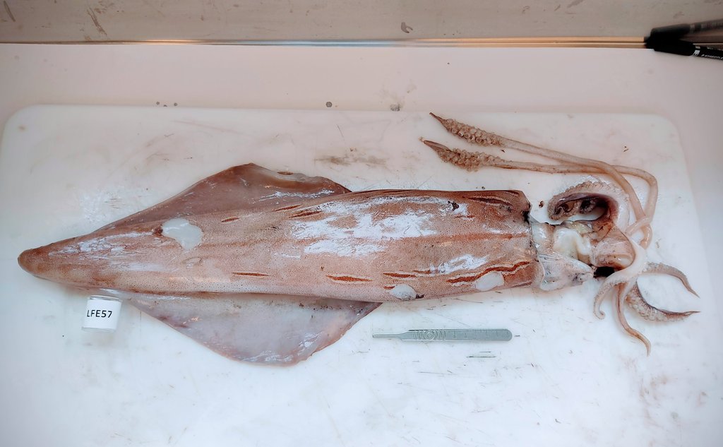 foto av en blekksprut på et bord