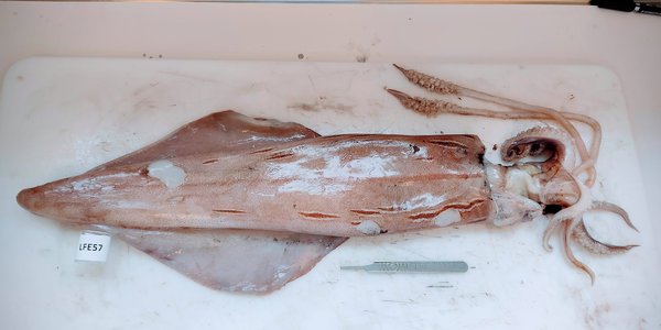 

foto av en blekksprut på et bord