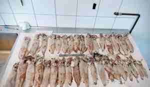 foto av blekkspruter på trillebord