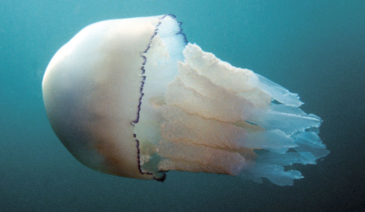 Lungemanet Rhizostoma octopus