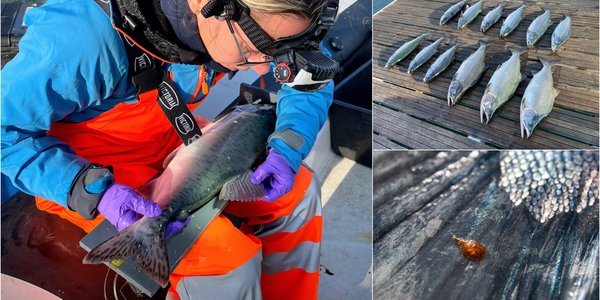 

kollasj med tre bilder: foto av kvinne som undersøker pukkellaks, foto av 12 pukkellakser som ligger på en brygge, og nærfoto av en lakselus på en laksehale