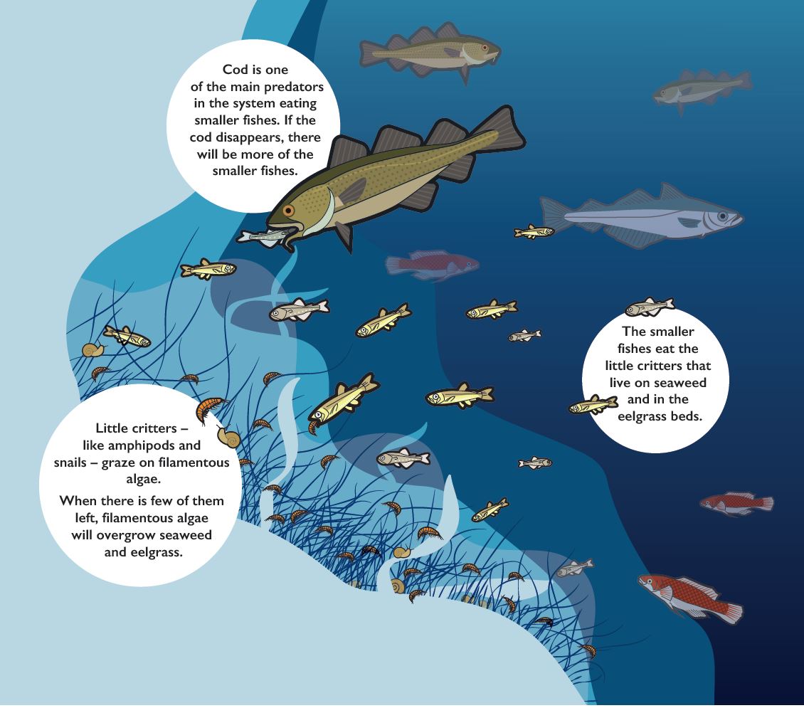 Illustration that shows a part of the food web in our coastal areas
