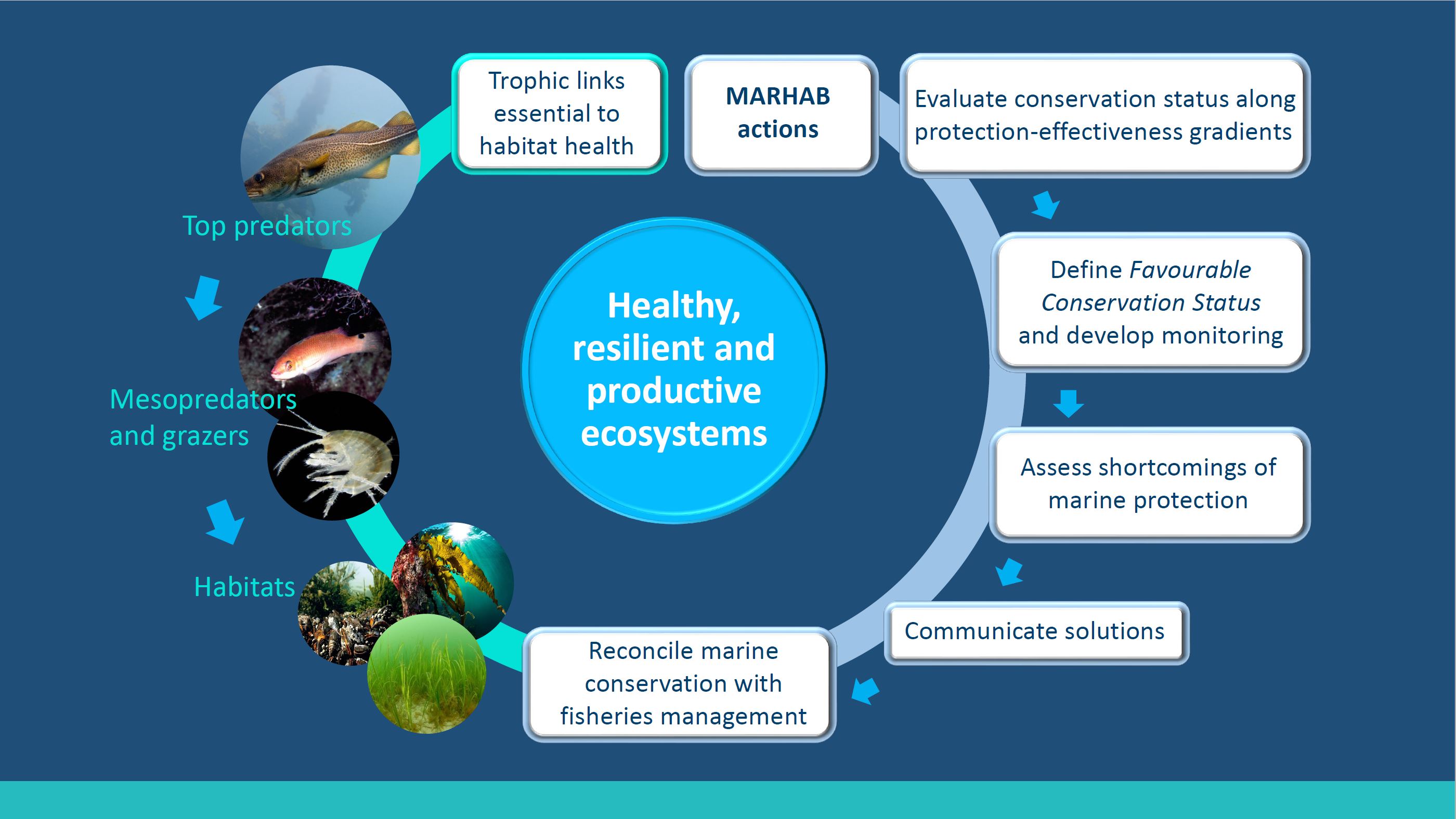 Infographic Marhab prosject