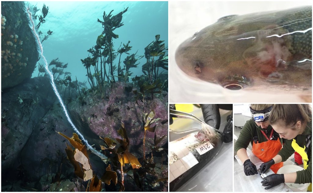 Kollasj som viser en perlesnormanet i havet på den ene siden, og på den andre siden er tre mindre bilder som viser utsnittet av et fiskehode, med brannskader; to havforskere som tar prøver av en fisk og at en fisk sine gjeller blir undersøkt.
