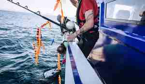 foto av tre forskere i sving med å få makrellstørje om bord i båten