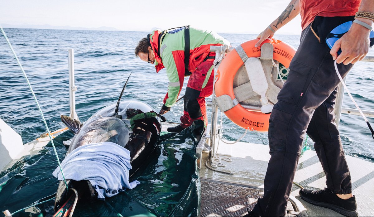 makrellstørje landet på båt