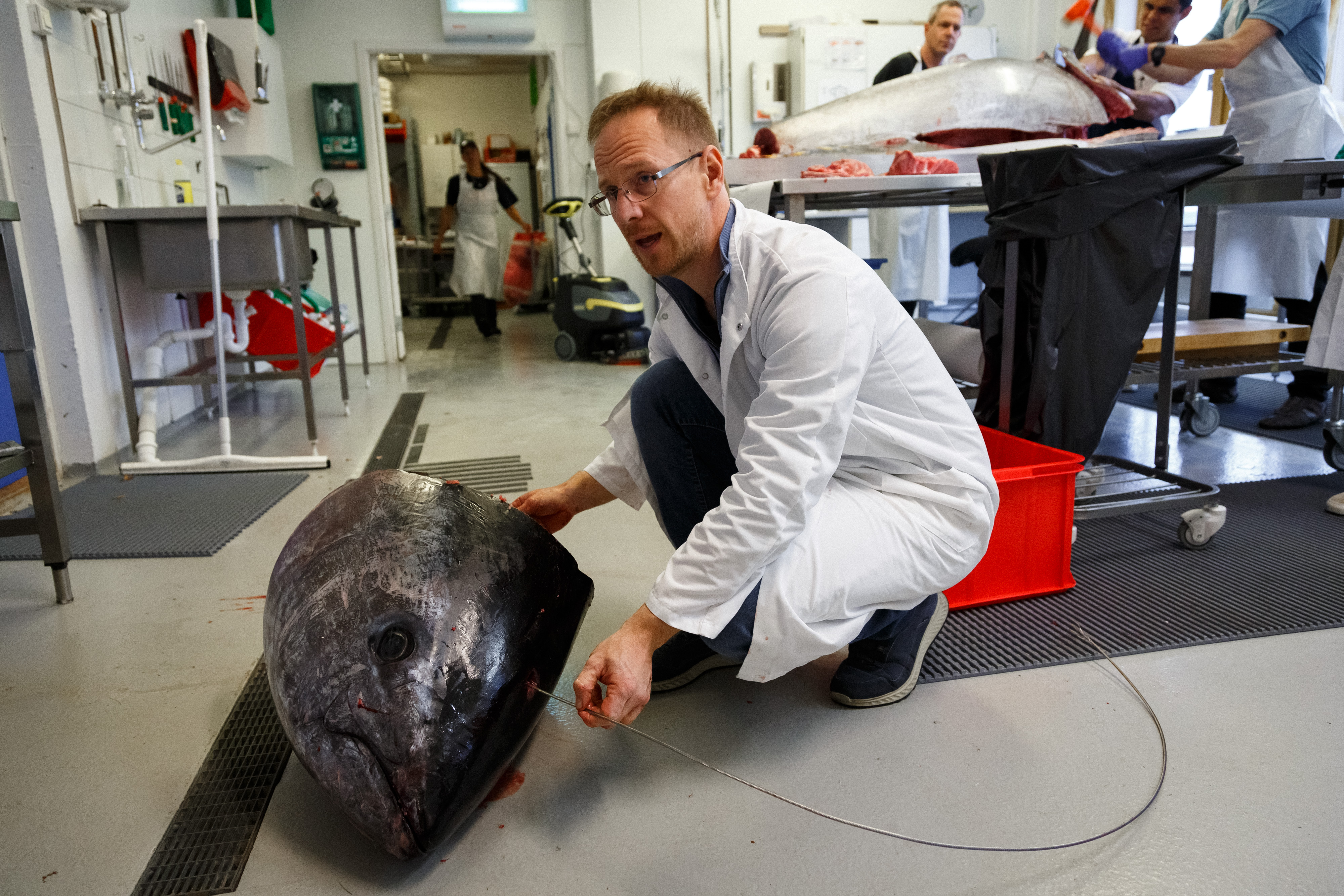 foto av mann som setter inn stålwire i enormt, avkappet fiskehode