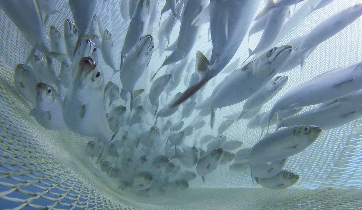 
bilde av sild og makrell inni en trål under vann